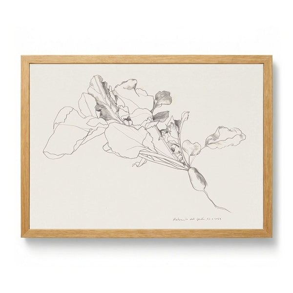 Radish Botanical Drawing by Catalina Somolinos
