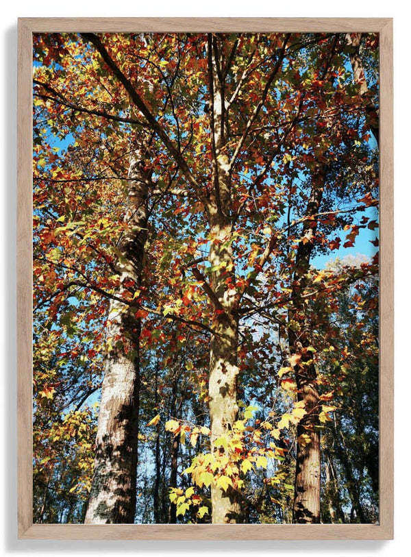 Ready To Fall by Angelo Cerantola