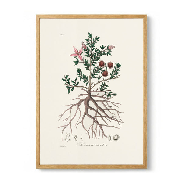 Rhatany (krameria Triandrea) Medical Botany by John Stephenson and