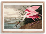 Roseate Spoonbill - Kuriosis Fine Art GmbH