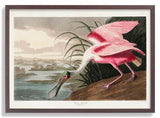 Roseate Spoonbill - Kuriosis Fine Art GmbH
