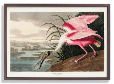 Roseate Spoonbill - Kuriosis Fine Art GmbH