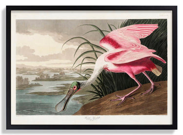 Roseate Spoonbill - Kuriosis Fine Art GmbH