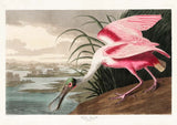 Roseate Spoonbill - Kuriosis Fine Art GmbH