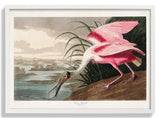 Roseate Spoonbill - Kuriosis Fine Art GmbH