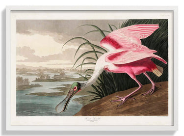 Roseate Spoonbill - Kuriosis Fine Art GmbH
