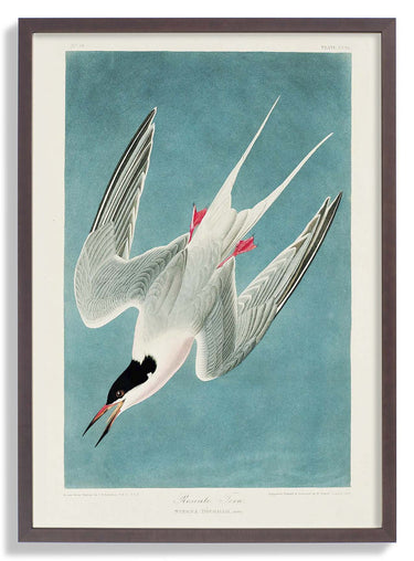 Roseate Tern - Kuriosis Fine Art GmbH
