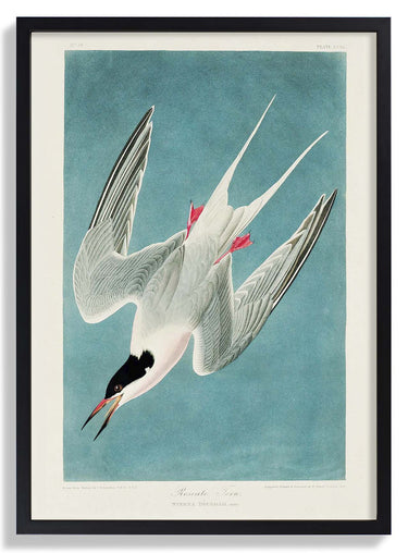 Roseate Tern - Kuriosis Fine Art GmbH