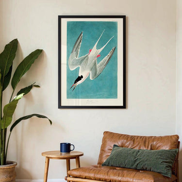 Roseate Tern - Kuriosis Fine Art GmbH