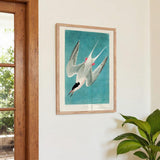 Roseate Tern - Kuriosis Fine Art GmbH