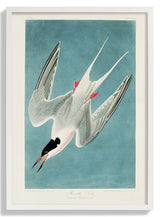 Roseate Tern - Kuriosis Fine Art GmbH