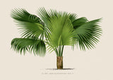 Sabal Blackburniana Palm Tree Art Print - Kuriosis Fine Art GmbH