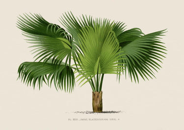 Sabal Blackburniana Palm Tree Art Print - Kuriosis Fine Art GmbH
