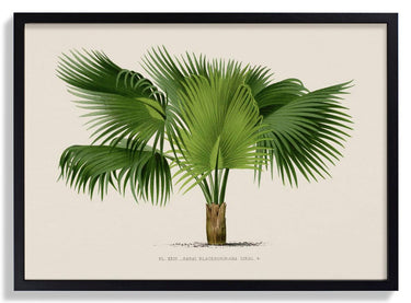Sabal Blackburniana Palm Tree Art Print - Kuriosis Fine Art GmbH