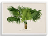 Sabal Blackburniana Palm Tree Art Print - Kuriosis Fine Art GmbH
