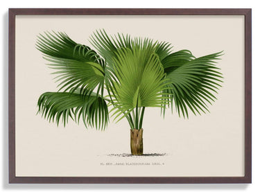 Sabal Blackburniana Palm Tree Art Print - Kuriosis Fine Art GmbH