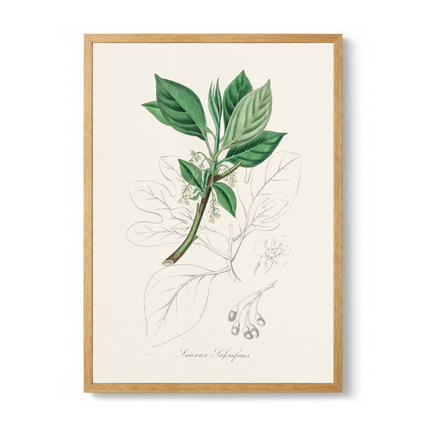 Sassafras (laurus Sassafras) Medical Botany by John Stephenson and