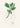 Sassafras (laurus Sassafras) Medical Botany by John Stephenson and - Kuriosis Fine Art GmbH