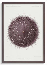 Sea Urchin - Kuriosis Fine Art GmbH