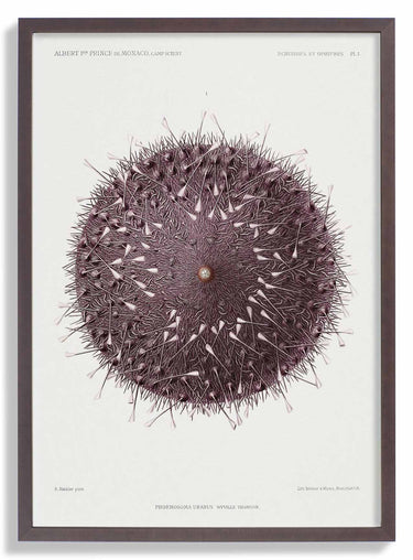 Sea Urchin - Kuriosis Fine Art GmbH