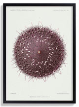 Sea Urchin - Kuriosis Fine Art GmbH