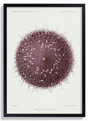 Sea Urchin - Kuriosis Fine Art GmbH