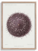 Sea Urchin - Kuriosis Fine Art GmbH