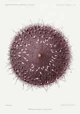 Sea Urchin - Kuriosis Fine Art GmbH