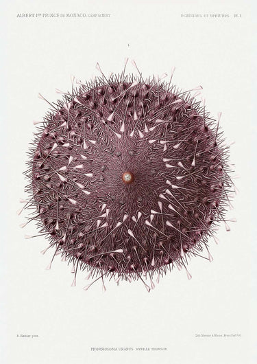 Sea Urchin - Kuriosis Fine Art GmbH