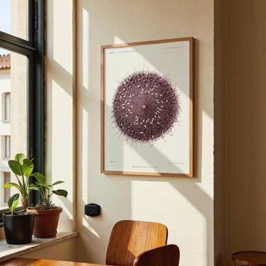 Sea Urchin - Kuriosis Fine Art GmbH