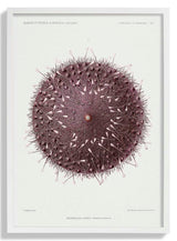 Sea Urchin - Kuriosis Fine Art GmbH