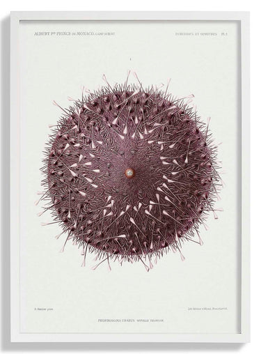 Sea Urchin - Kuriosis Fine Art GmbH