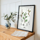 Selje - Salix caprea L. by Olaf Alfred Hoffstad - Kuriosis Fine Art GmbH