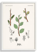 Selje - Salix caprea L. by Olaf Alfred Hoffstad - Kuriosis Fine Art GmbH