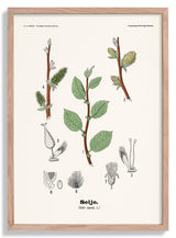 Selje - Salix caprea L. by Olaf Alfred Hoffstad - Kuriosis Fine Art GmbH