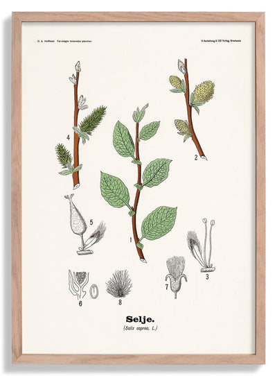 Selje - Salix caprea L. by Olaf Alfred Hoffstad