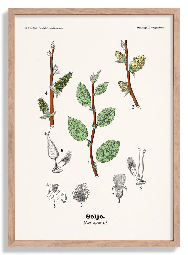 Selje - Salix caprea L. von Olaf Alfred Hoffstad