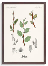 Selje - Salix caprea L. by Olaf Alfred Hoffstad - Kuriosis Fine Art GmbH