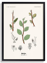 Selje - Salix caprea L. by Olaf Alfred Hoffstad - Kuriosis Fine Art GmbH