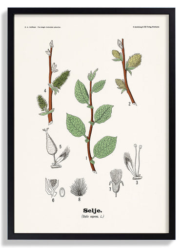 Selje - Salix caprea L. by Olaf Alfred Hoffstad - Kuriosis Fine Art GmbH