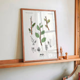 Selje - Salix caprea L. by Olaf Alfred Hoffstad - Kuriosis Fine Art GmbH