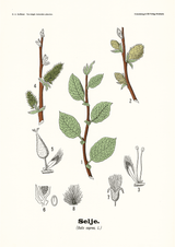 Selje - Salix caprea L. by Olaf Alfred Hoffstad - Kuriosis Fine Art GmbH