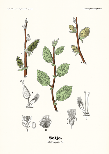Selje - Salix caprea L. by Olaf Alfred Hoffstad - Kuriosis Fine Art GmbH