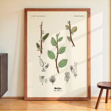 Selje - Salix caprea L. by Olaf Alfred Hoffstad - Kuriosis Fine Art GmbH