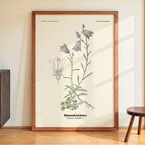 Smaaklokke - Campanula rotundifolia L by Olaf Alfred Hoffstad - Kuriosis Fine Art GmbH
