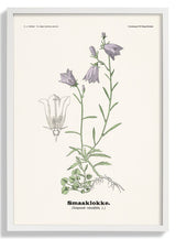 Smaaklokke - Campanula rotundifolia L by Olaf Alfred Hoffstad - Kuriosis Fine Art GmbH