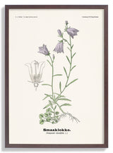 Smaaklokke - Campanula rotundifolia L by Olaf Alfred Hoffstad - Kuriosis Fine Art GmbH
