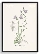 Smaaklokke - Campanula rotundifolia L by Olaf Alfred Hoffstad - Kuriosis Fine Art GmbH