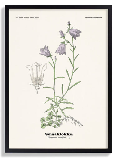 Smaaklokke - Campanula rotundifolia L by Olaf Alfred Hoffstad - Kuriosis Fine Art GmbH