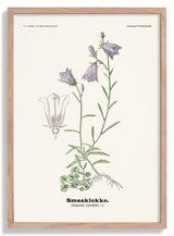 Smaaklokke - Campanula rotundifolia L by Olaf Alfred Hoffstad - Kuriosis Fine Art GmbH